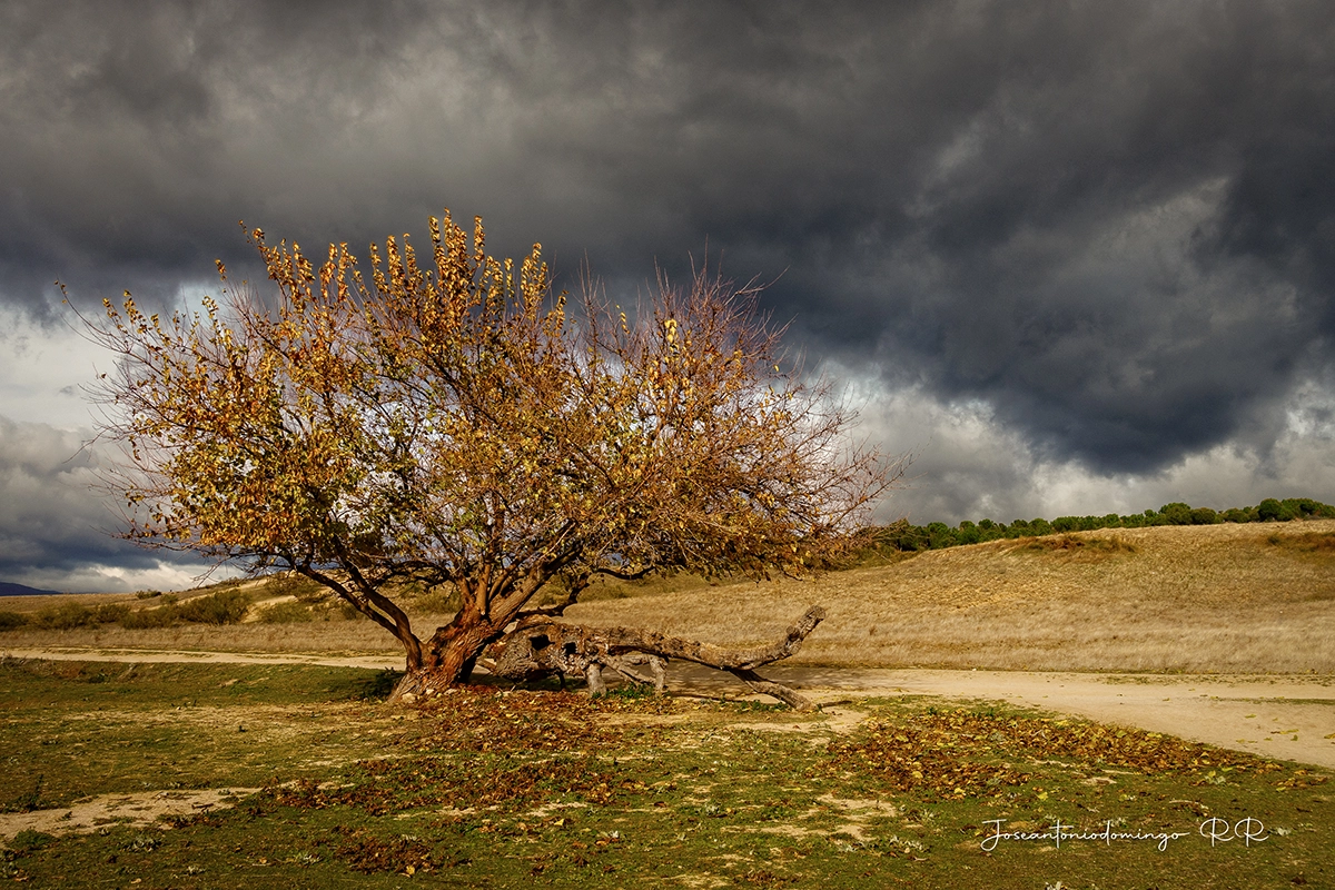 MUESTRA SONY RX 100 RX 100